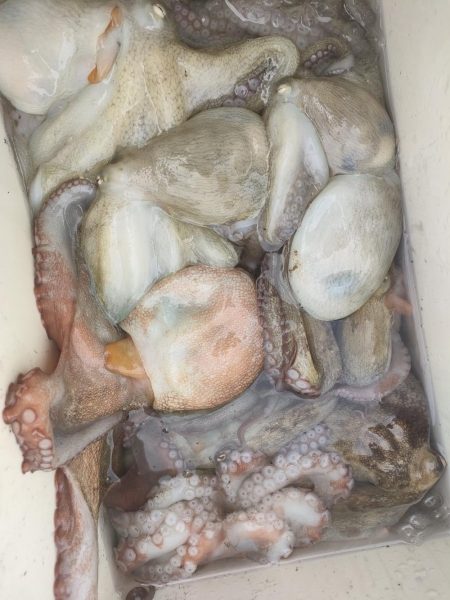 2番船でタコ釣り