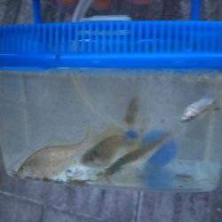 今日もタナゴ釣りは、、、?!