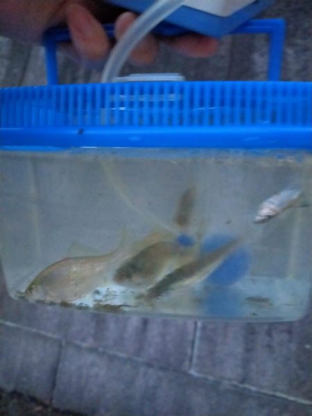 今日もタナゴ釣りは、、、?!