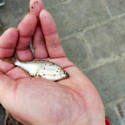 今年は、いまいち?