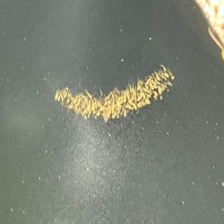 アオリイカの新子