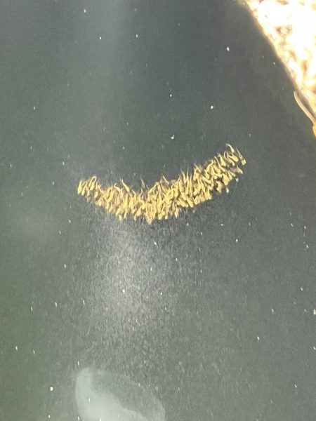 アオリイカの新子