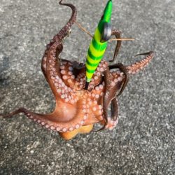 オカッパリタコ釣り絶好調