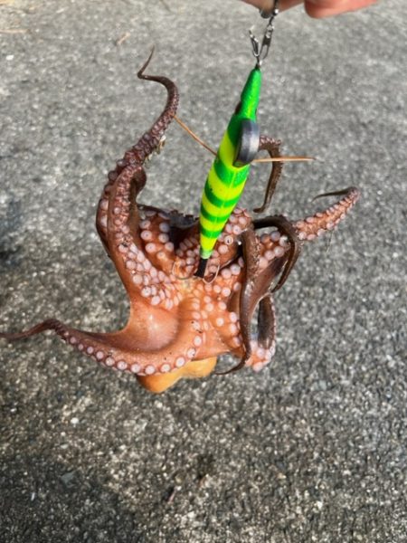 オカッパリタコ釣り絶好調