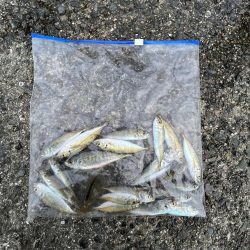 雨あがりのサビキ