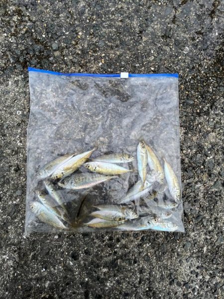 雨あがりのサビキ