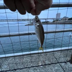 ギリギリハマチ?