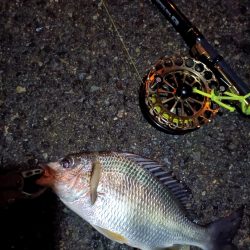 2023/07/01 南港ヘチ釣り釣行