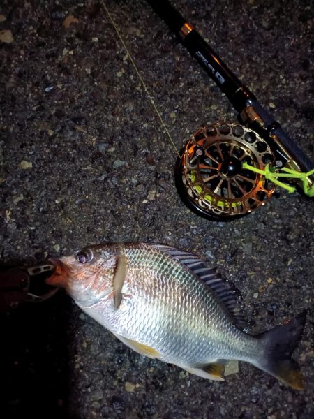 2023/07/01 南港ヘチ釣り釣行