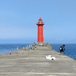 良型キスのブルブルは暫く先のようです