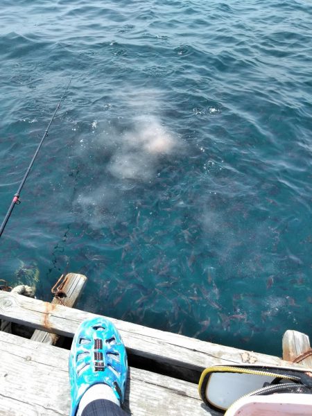 餌取凄い・・