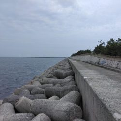 体調悪くてもタコ