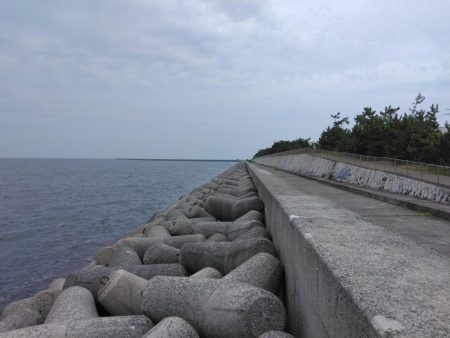 体調悪くてもタコ