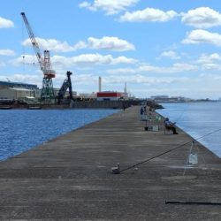 播磨新島のキス釣査