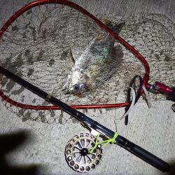 2023/07/21 南港ヘチ釣り釣行