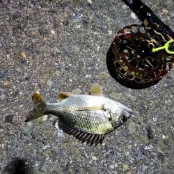 2023/07/26 南港ヘチ釣り釣行