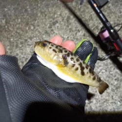 2023/07/29 兵庫須磨ライトゲーム釣行