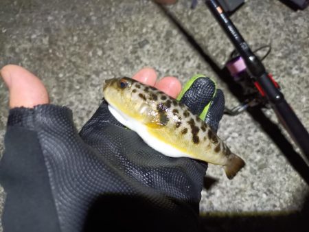 2023/07/29 兵庫須磨ライトゲーム釣行