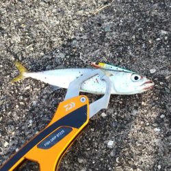 青物調査でミニサゴシ、チヌ、シーバス、小サバ