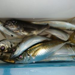 前回とかわり激渋