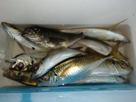 前回とかわり激渋