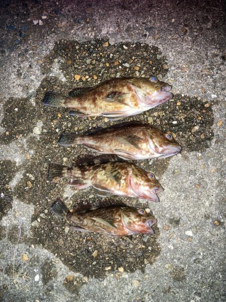 ガシラに癒されたくて…