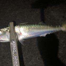 夜な夜なアジング