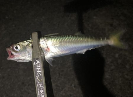 夜な夜なアジング