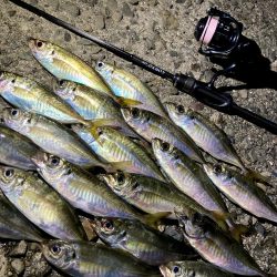 Newロッド鱗付けで、つ抜け！