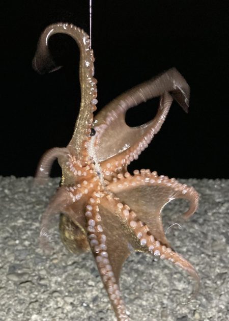 最終日、サイズアップ成らず!