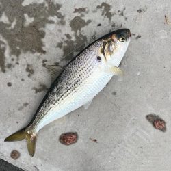 15日，午前の部。