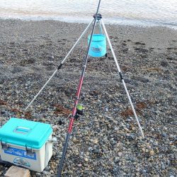 キス釣り 猛暑で渋い