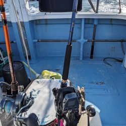 アコウいっぱい