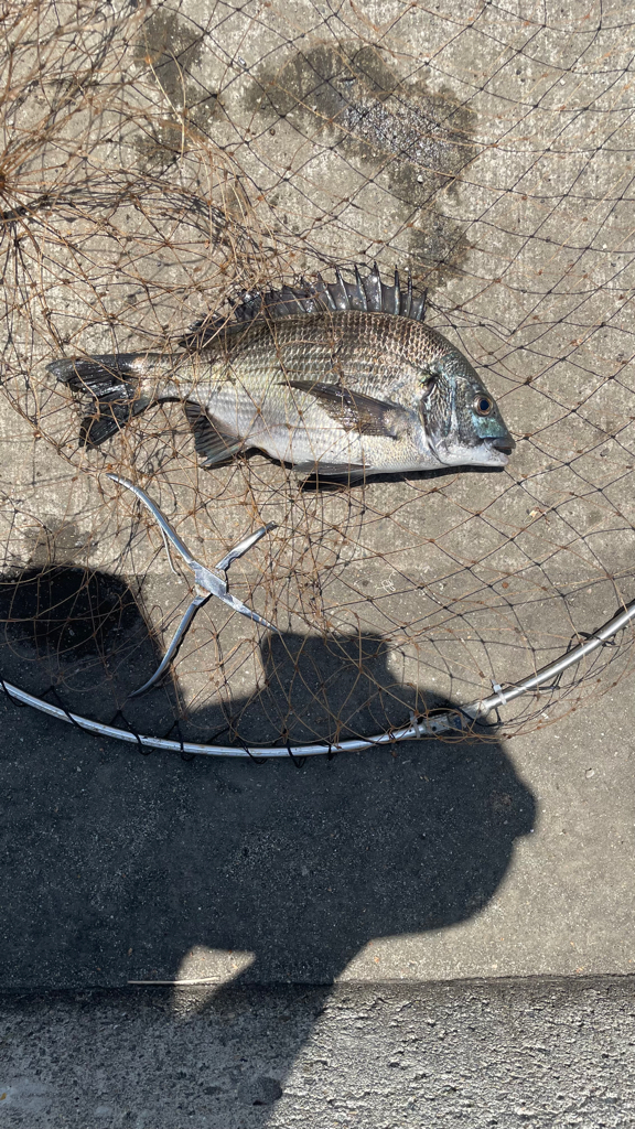 フカセ釣り のち 紀州釣り⁈