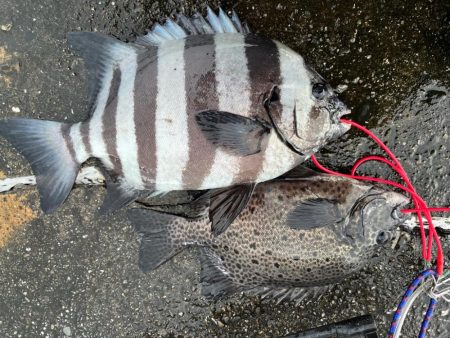 初かぶせ釣り🎣