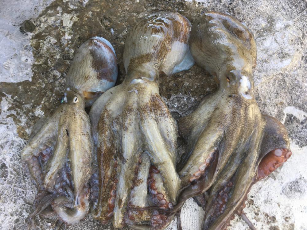 【タコフィネス】 アコウ40cm弱とタコ