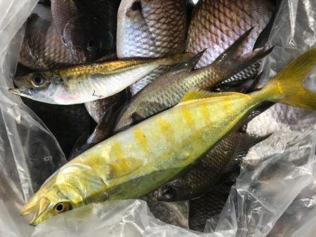 今日も平磯で…