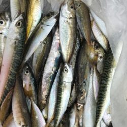 潮が速いので…