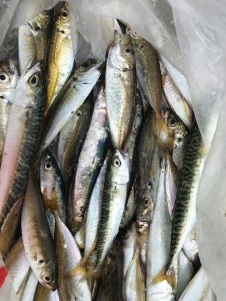 潮が速いので…