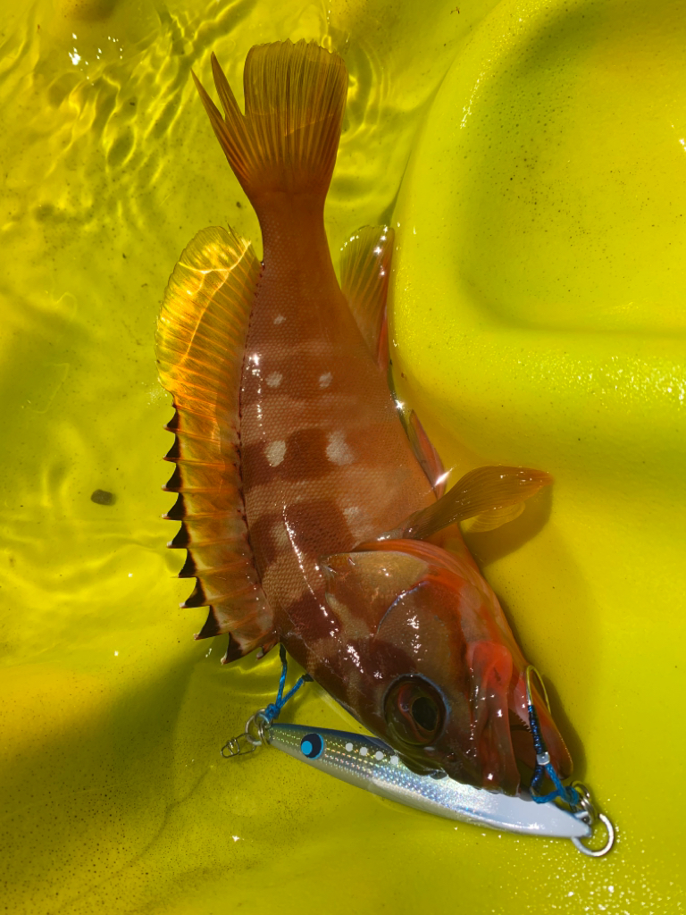 カヤックフィッシング