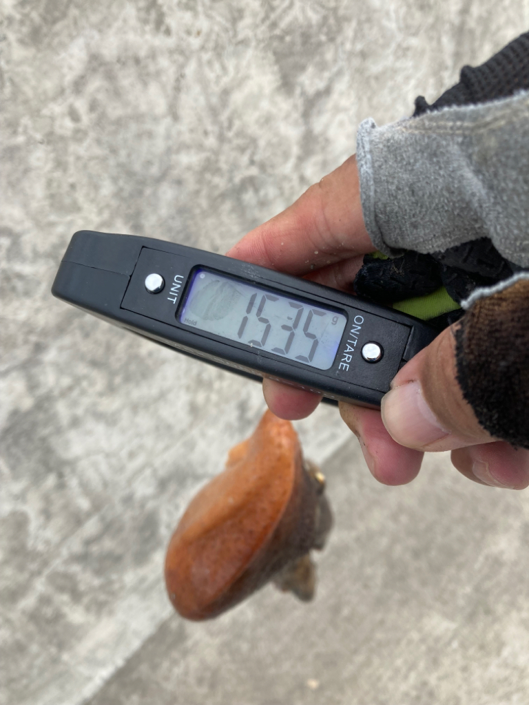 帰って来たタコ！