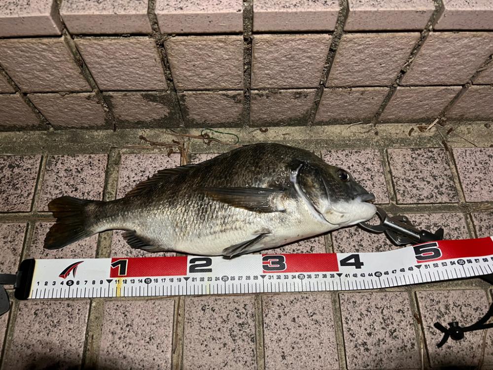 下げ潮ドリフトでドン