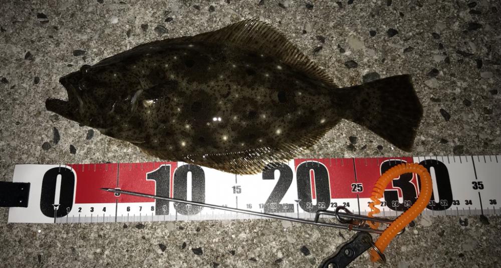 地元有志のアジング大会にて…