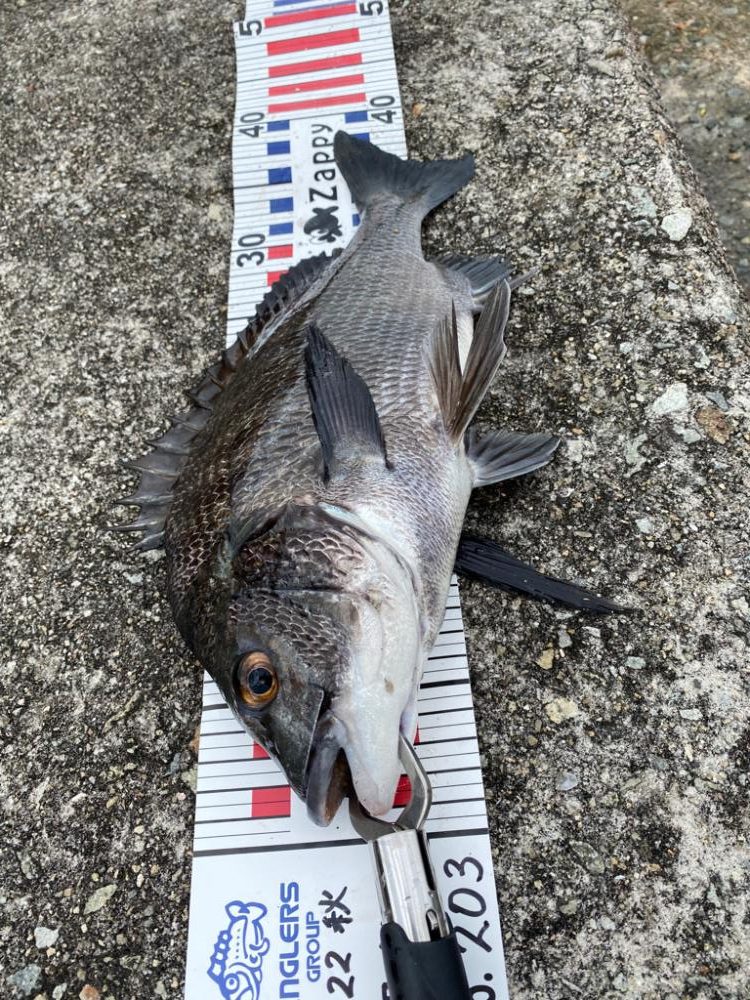 西宮浜フカセでチヌ37〜40センチ3匹