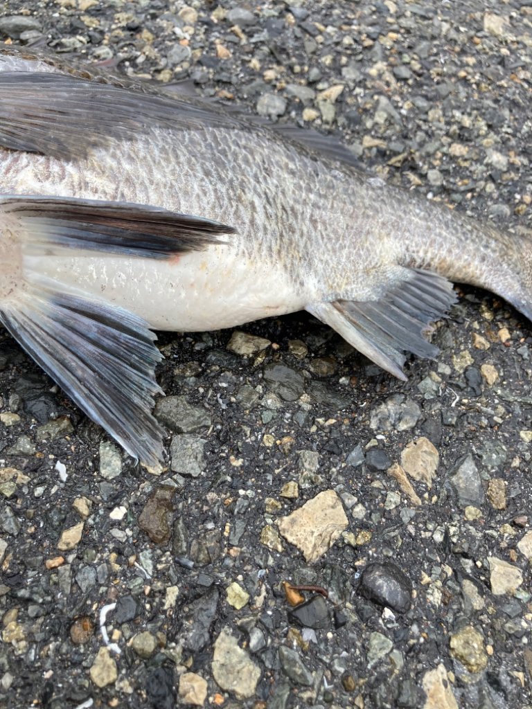 雨上がりのチヌ狙い