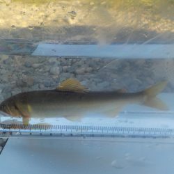 美山鮎釣行第2戦