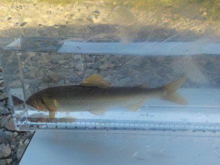 美山鮎釣行第2戦