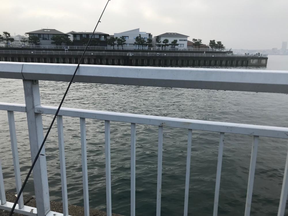 一年ぶりのガシラ