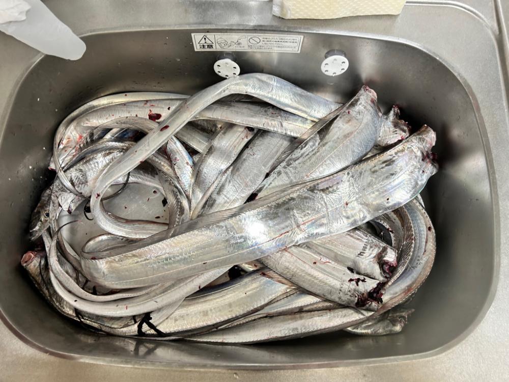 タチウオジギング