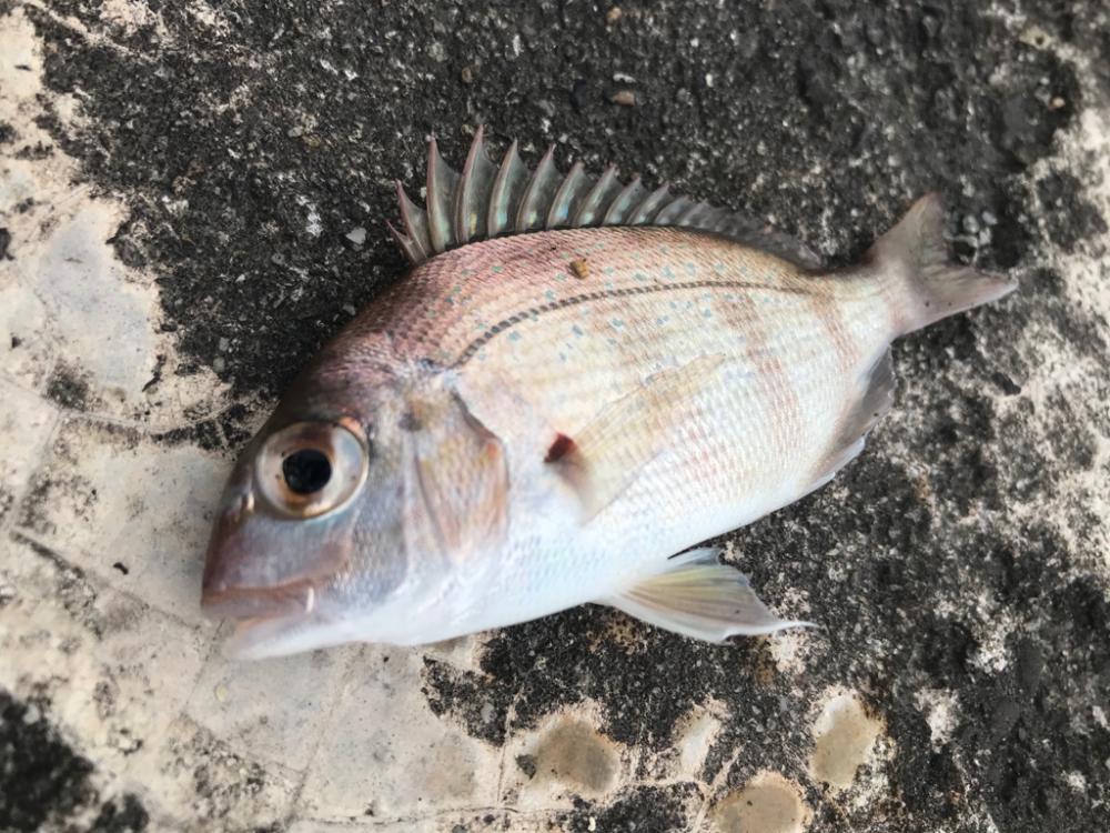 キス釣りの前にちょこっと